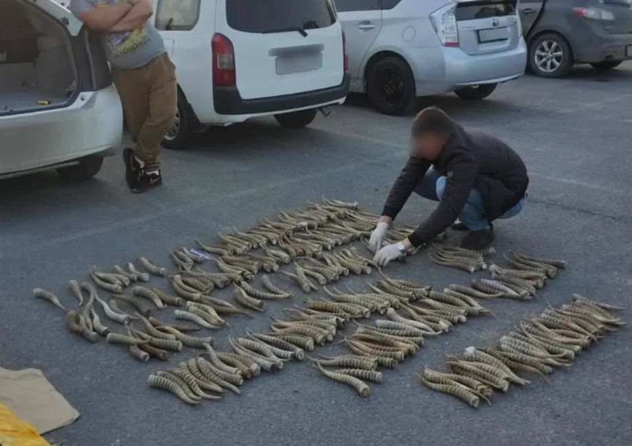 Браконьеры попались с огромным грузом рогов краснокнижного сайгака