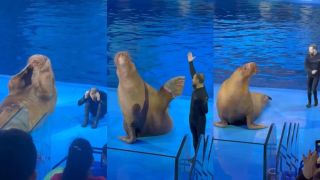 Морж Миша из Приморья мотивирует на позитивные выходные