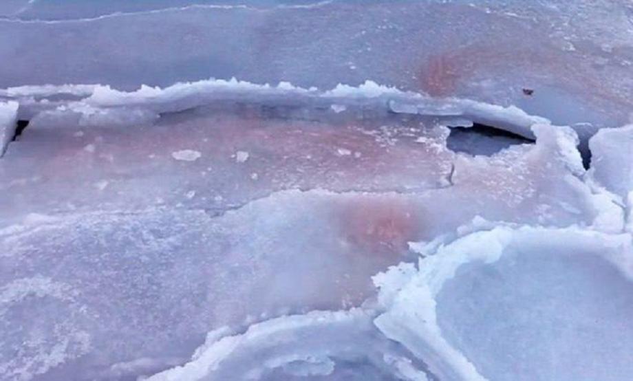 Вода стала красной. Редкое явление заметили в заливе Петра Великого