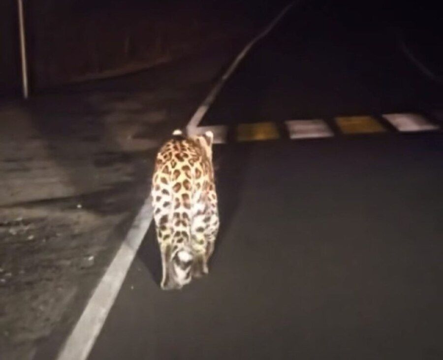 Молодой леопард устроил прогулку вдоль проезжей части в Приморье