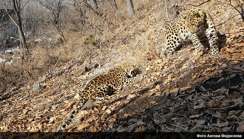 Фото: Антон Федосеев/safaripark25.ru | Знакомство леопардов в Приморском сафари-парке началось с драки