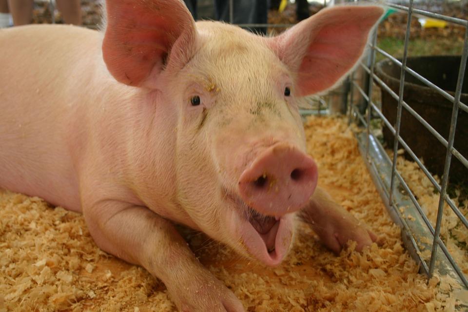 Чума свиней в Приморье: подтвержден очередной очаг