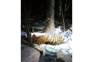 Уже третий: в Хабаровском крае отловили очередного конфликтного тигра