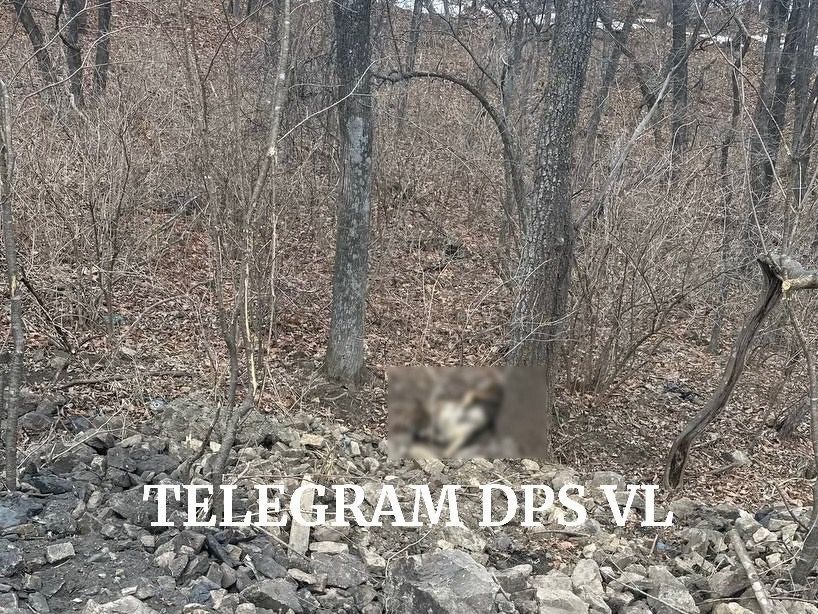 Шесть собак убиты неизвестными на окраине Владивостока