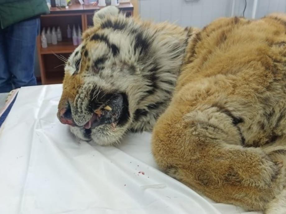 Полосатый рейс: раненый тигр из Приморья обрел новый дом