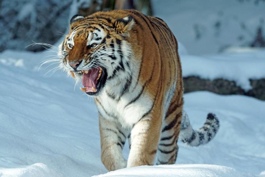 Фото: pixabay.com | Конфликтный тигр держит в страхе жителей одного из приморских сел