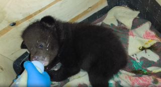 Осиротевших медвежат спасают в Приморском крае