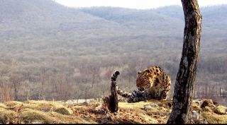 Дальневосточный леопард «запел» в фотоловушку – видео