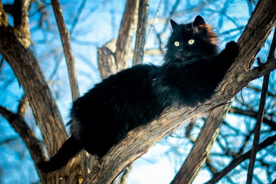 Фото: Анна Шеринберг / PRIMPRESS | Ветеринары составили список продуктов, опасных для кошек