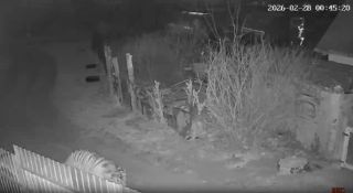 Женщина в Приморье прогнала тигра петардами