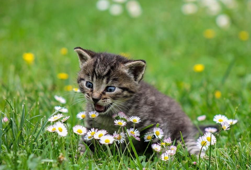 Фото: pixabay.com | Тест PRIMPRESS: что вы знаете о котиках?