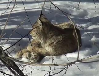 В Приморье раненная в декабре рысь проходит восстановление