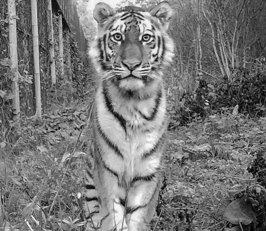 В Приморье скончался тигр Росомаха