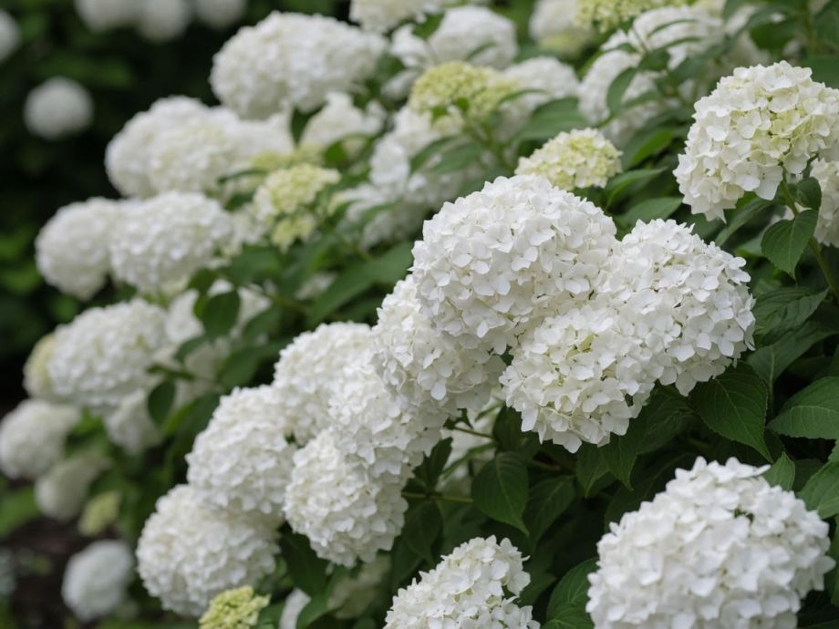 Пышный цветник без хлопот: многолетники, которые сами растут и не вымерзают