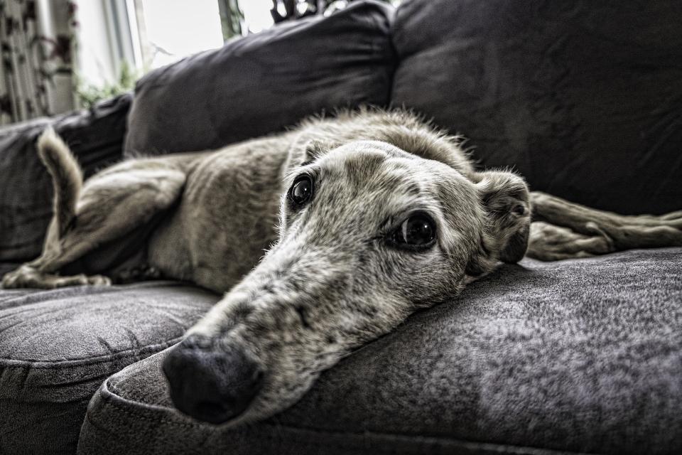 Фото: pixabay.com | Лайфхак для собаководов: как повысить иммунитет своего питомца?