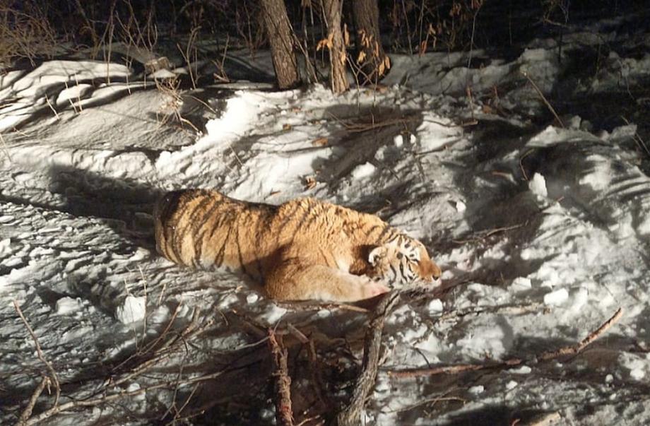 Фото: министерство лесного хозяйства и охраны объектов животного мира Приморского края | В Приморье отловили конфликтного тигра