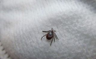 Сезон клещей в Приморье начнётся раньше срока