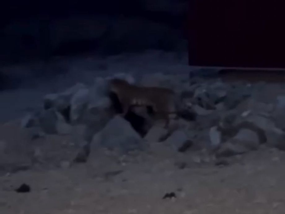 Утащил на глазах у людей: тигр совершил жёстокое нападение в Приморском селе