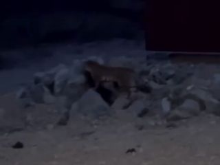 Охотоведы ищут тигра, который утащил собаку на глазах у людей в Андреевке