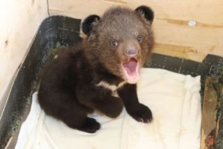 Стало известно, как чувствуют себя спасенные медвежата в Приморье
