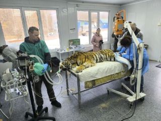 Молодую тигрицу с тяжелой травмой спасают в Приморье