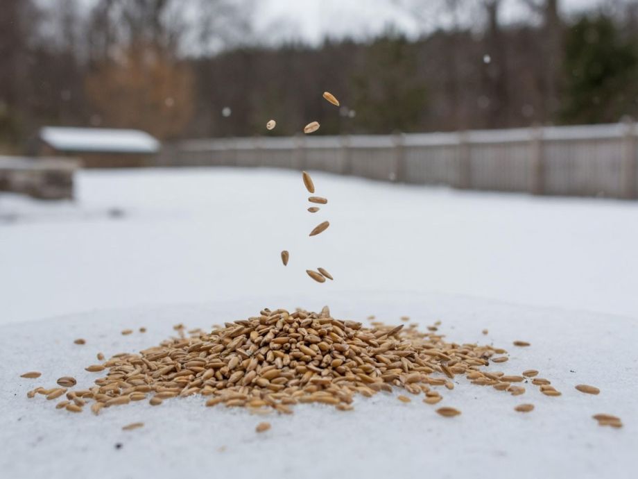 Вместо удобрений: три обычные крупы делают почву жирной без капли навоза