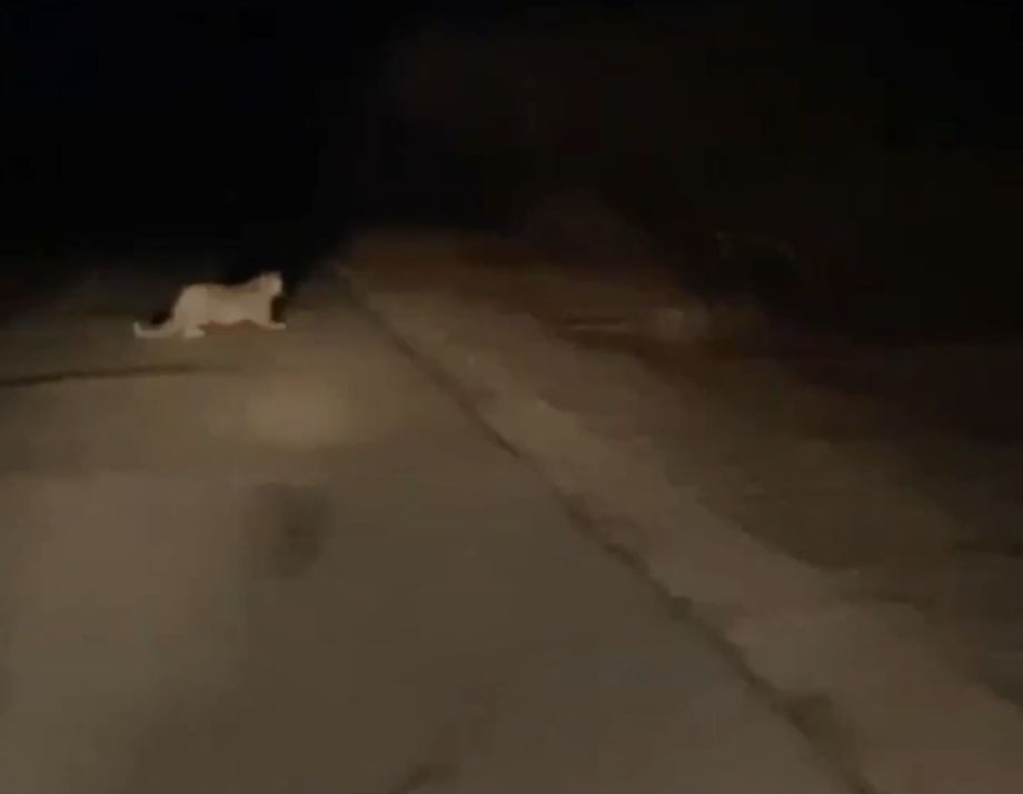 Краснокнижный хищник едва не оказался под колёсами в Приморском крае