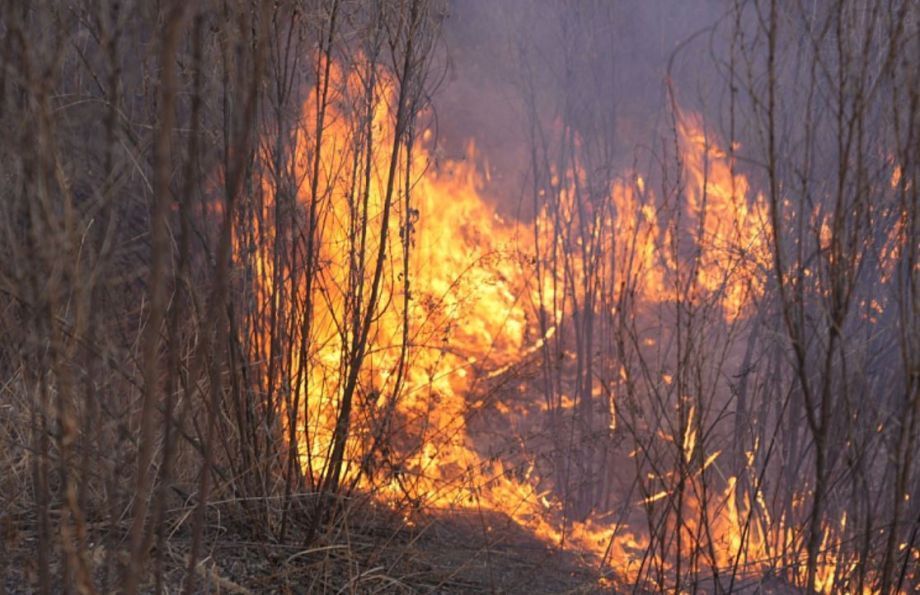Огонь уничтожил 10 гектаров леса Партизанского округа