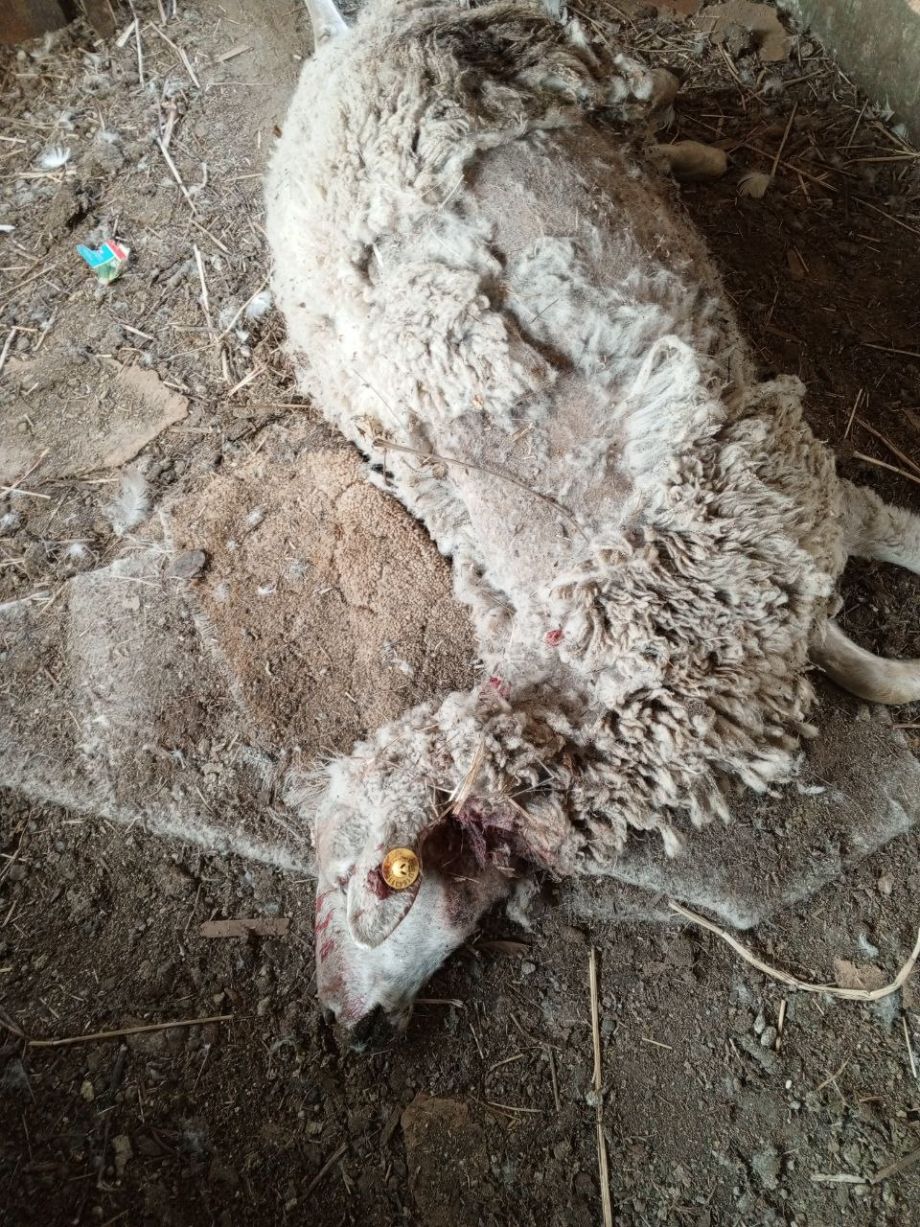 Амурский тигр напал на стадо овец в Хасанском районе Приморья