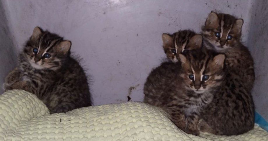 Четырех редких лесных котят выпустили обратно в дикую природу в Приморье