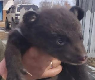 В приморском центре реабилитации спасают месячных медвежат