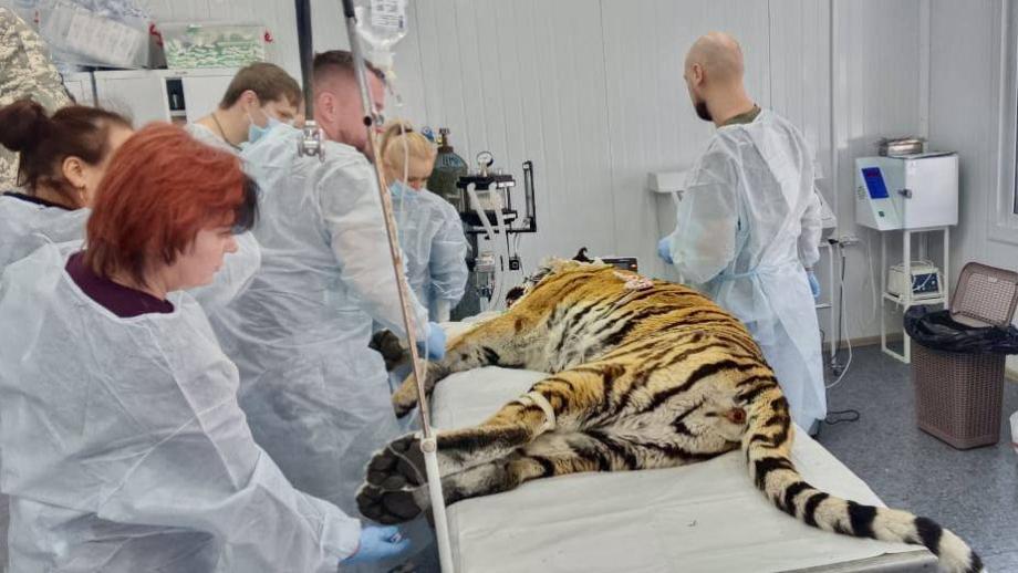 Приморские ветеринары спасают жизни двум конфликтным тиграм