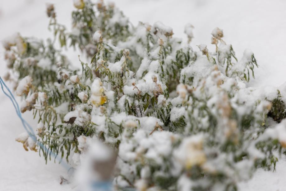 Снегопад обрушится на Приморье в Международный женский день