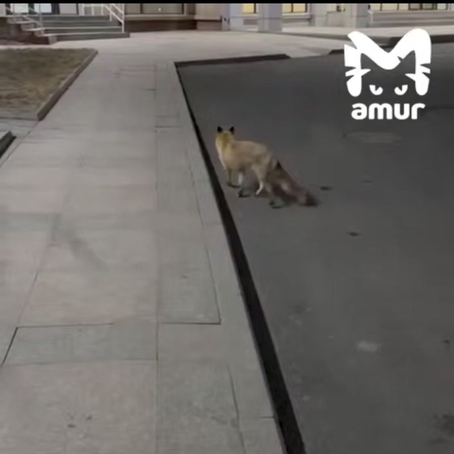 «Приходит по расписанию»: возле кампуса ДВФУ во Владивостоке поселился лисёнок-сирота