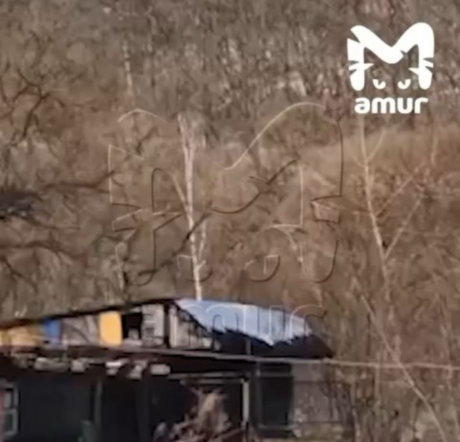 Леопард забрался в дом в Приморье: хищника прогоняли выстрелами