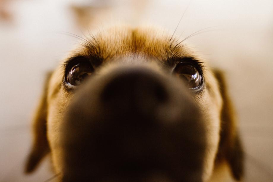 Фото: piqsels.com | Эксперты назвали самые тихие породы собак