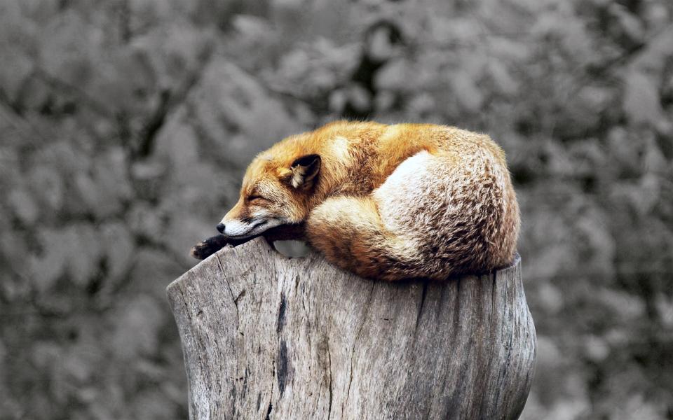 Фото: pixabay.com | Как научиться высыпаться?