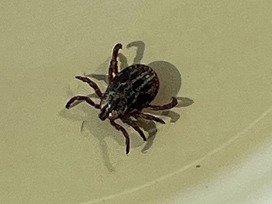 Сезон клещей официально начался — Роспотребнадзор Приморья