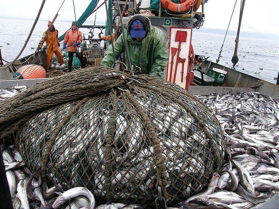 Рыбу скормят россиянам – по низкой ли цене? Росрыболовство уже готовит план