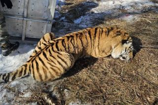 Тигра-людоеда, напавшего на охотника, поймали в Приморье