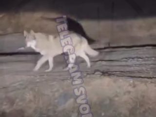 Мало нам было тигров: волк или очень большая собака напугала жителей Приморья