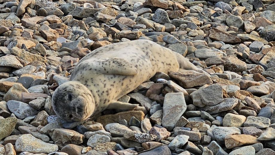 Ослабленного тюленёнка нашли на побережье Владивостока