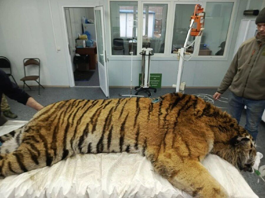 Специалисты выяснили, что случилось с тигром, напавшим на охотника в Приморье