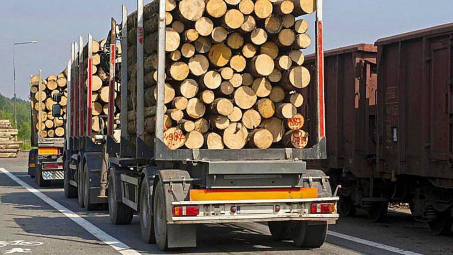 Приморец ответит перед судом за контрабанду лесоматериалов на миллиард