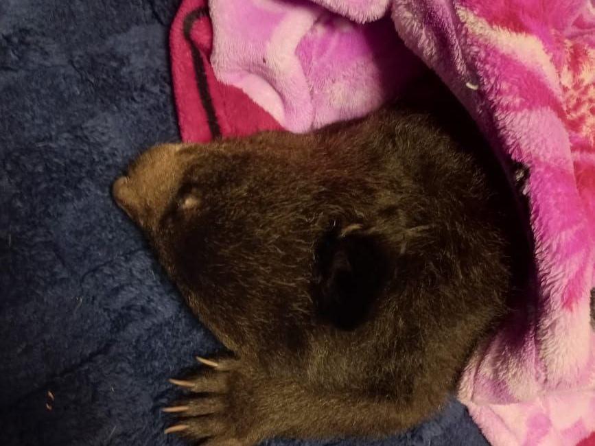 «Ясельная группа растет»: второго медвежонка-сироту спасли в Приморье
