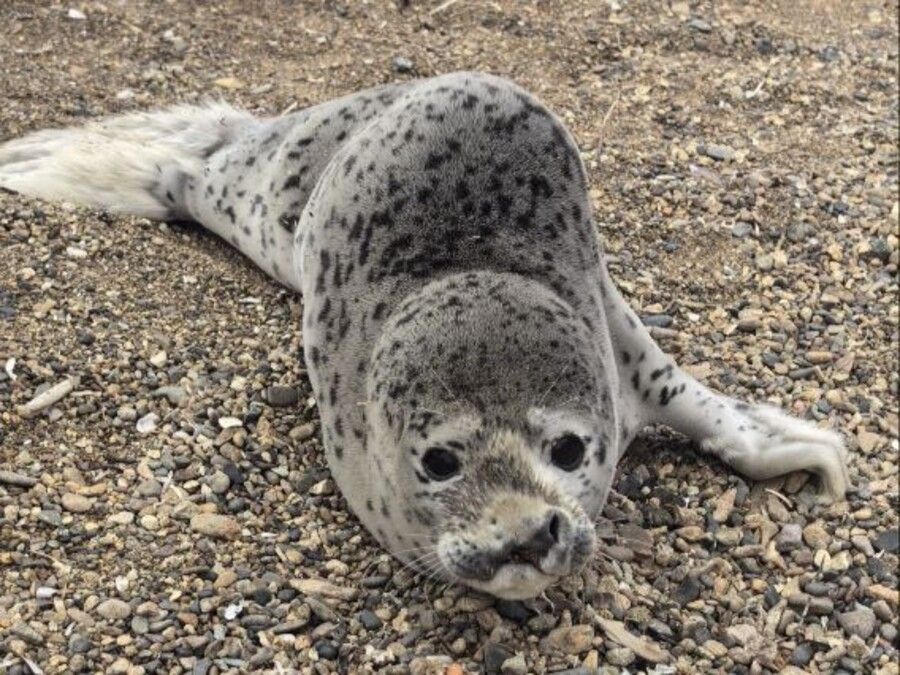 Тюлень с «перевёрнутым носом» оказался пациентом приморского реабилитационного центра