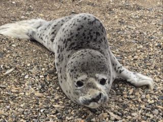 Тюлень с «перевёрнутым носом» оказался пациентом приморского реабилитационного центра