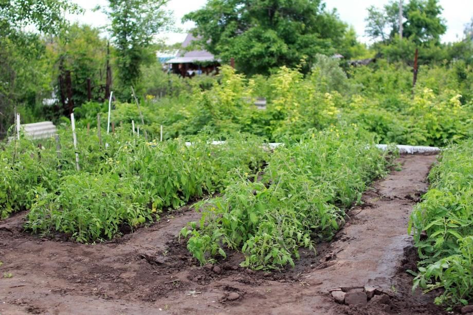 Сажать картошку больше не модно - вот 5 культур, на которые ее можно смело поменять