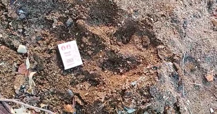 Очередное кровавое нападение тигра произошло в одном из приморских сёл