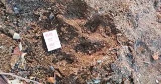 Очередное кровавое нападение тигра произошло в одном из приморских сёл